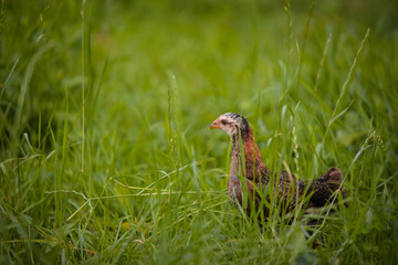 chickens through the natural farm. poultry feeding on the grass during summer season. portrait of young hen with colored feathers
