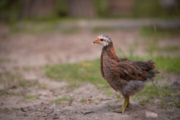 chickens through the natural farm. poultry feeding on the grass during summer season. portrait of young hen with colored feathers