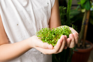 Naklejka na ściany i meble Girl hands holding micro green sprouts, close up. Raw arugula sprouts. Fresh juicy sprouts of arugula. Superfood concept. Shallow depth of field.