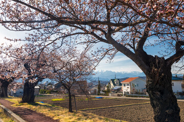 Cherry blossom at local village in Matsumoto