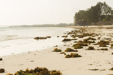 green algae on the beach and the sea at low tide