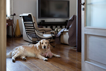 Golden retriver