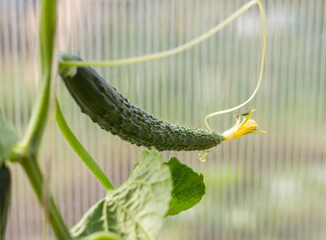 Green fresh cucumbers hang on the plant in the greenhouse. Growing vegetables in the garden