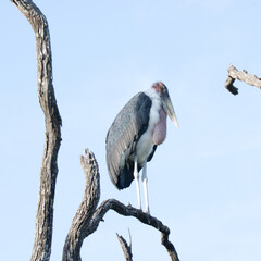 Kruger National Park: Marabou stork