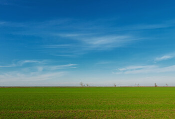 A green field under the blue sky