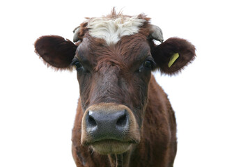 Fresian Cow Portrait 6