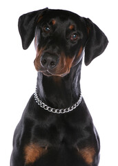 Obraz premium Dobermann 5