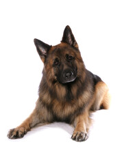 German Shepherd 4