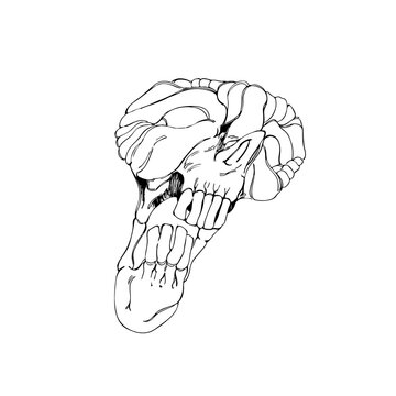Stylized human skull. Hand-drawn image of a skull. Illustration for the decoration of postcards for Halloween.