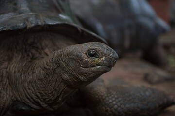 Obraz premium One Giant Turtle on Seychelles, Indian Ocean, Africa