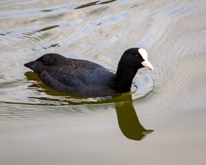 A eurasian coot duck at Attenborough Nature Reserve, Nottingham United Kingdom