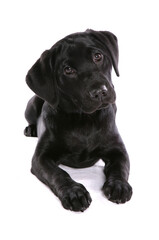 Labrador Puppy 5