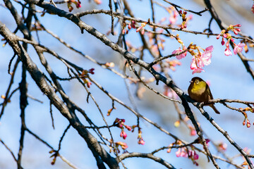 Japanese White-eye With Cherry Blossom(Japanese Name Is Kawazu-zakura) At Shibuya, Tokyo, Japan