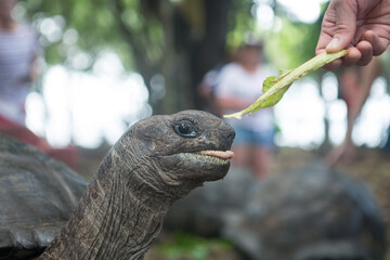 One Giant Turtle on Seychelles, Indian Ocean, Africa