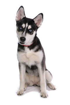 Siberian Husky 5