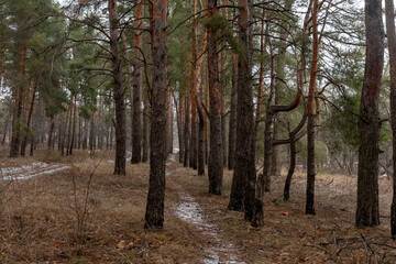 Forest in the suburb of Kamensk-Shakhtinsky
