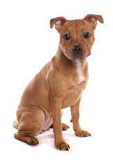 Staffordshire Bull Terrier Puppy 1