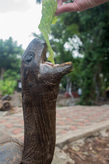One Giant Turtle on Seychelles, Indian Ocean, Africa