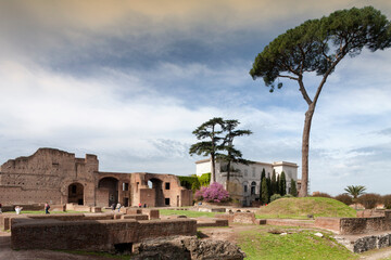 Roma. Colle Palatino con resti dei Palazzi Imperiali, il museo e tl grande pino