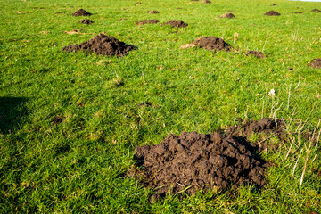 mole hills in the meadow