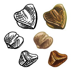 Grains buckwheat. Vector color vintage hand drawn hatching illustration