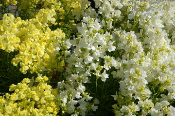 Yellow and White flower, Linaria bipartita - リナリア (姫金魚草) 