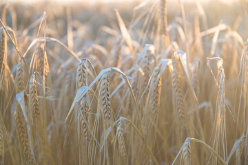 Beautiful barley field against the sunlight close up