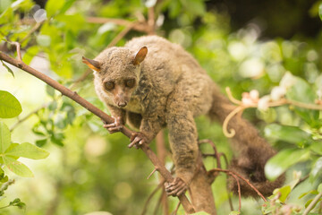 Northern Greater Galago, on a branch during the daytime.