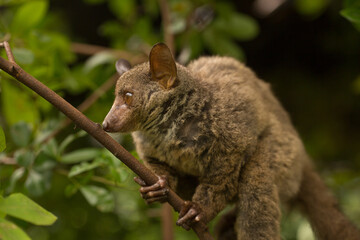 Northern Greater Galago, on a branch during the daytime.