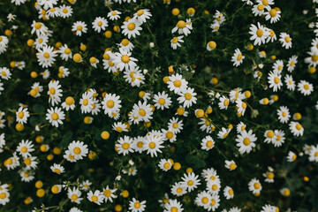 Wild spring daisies background