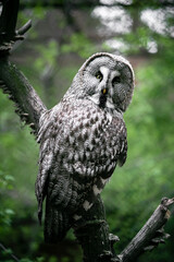 Fototapeta premium Portrait of an owl sitting on a branch and looking at the camera at the zoo. A bird of prey in an aviary, shot through a fine-grained lattice. Keeping wild animals in captivity. Beautiful bokeh.