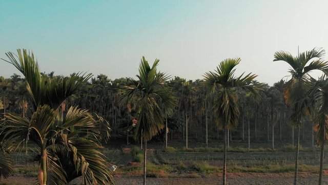Areca nut plantation, Taiwan. Aerial backward