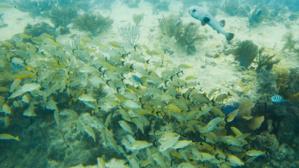 Fototapeta na wymiar Diving group in front of school of snapper fish in Playa del Carmen, Quintana Roo, Mexico