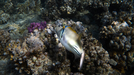 Fototapeta na wymiar Arabian Picasso Triggerfish in Marsa Alam
