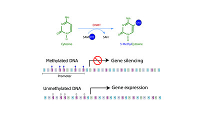 DNA methylation [Epigenetics]