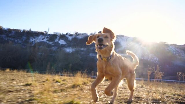 Happy golden retriever dog running through a field and jumping in slow motion