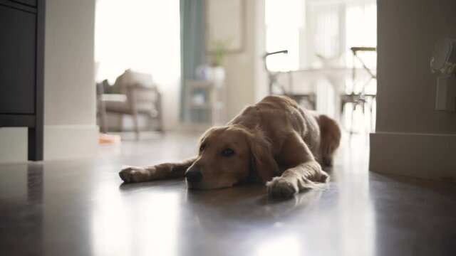 Cute golden retriever dog lazily laying waiting for owner to come home