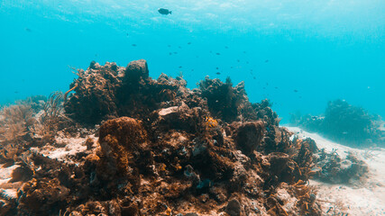 Naklejka na ściany i meble Colorful reef with fish on the Island Cozumel in Quintana Roo,