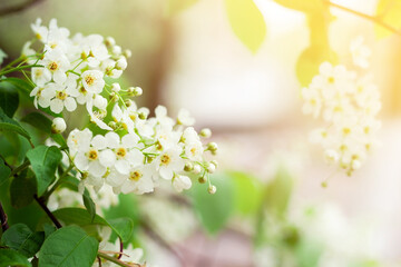 Tender white flowers of bird cherry at blooming season, floral blossom, petals under sunlight at spring, selective focus