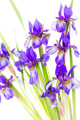 Fototapeta na wymiar Irises on a white backgroundBeautiful purple irises on a white background.