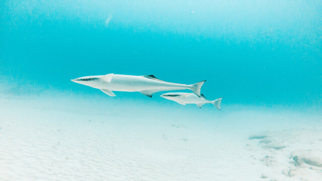 Two 2 common remora remora in Playa del Carmen, Quintana Roo, Mexico