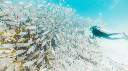 Diver, one person diving in front of school of yellow snapper fish in Playa del Carmen, Quintana...