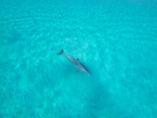 A spinner Dolphin (Stenella longirostris) in Brayka Bay, Red Sea, Egypt