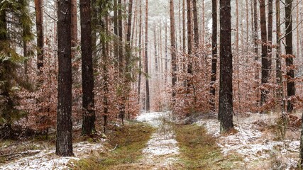 Leśna ścieżka, początek zimy 
