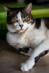Beautiful cat, dignified pose, dangerous look of tomcat