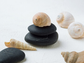 Shellfish and snail shell on white background.