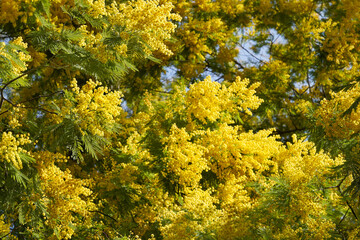 Blooming mimosa on the Mediterranean coast of France, Theoule-sur-Mer. Spring in the mountains.