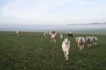 Ziegenherde auf einem neligen Feld 2