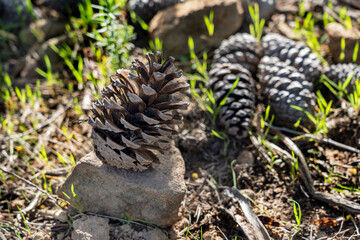 A large pine cone close-up against a background of green young grass, dry pine needles and cones. Theoule sur Mer, France.