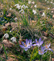 lila Krokusse blühen vor Schneeglöckchen im Frühjahr zwischen braunen Blättern und Grashalmen in der Sonne